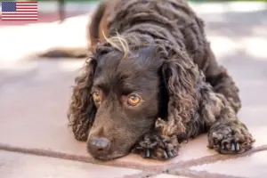 Scopri di più sull'articolo Allevatori di American Water Spaniel e cuccioli negli USA