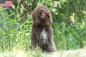 Scopri di più sull'articolo Allevatori di Barbet e cuccioli negli USA