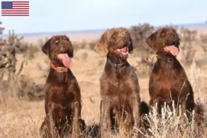 Scopri di più sull'articolo Allevatori di Pudelpointer e cuccioli in USA