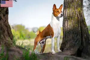 Scopri di più sull'articolo Allevatori di Basenji e cuccioli negli USA