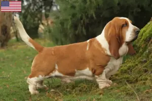 Scopri di più sull'articolo Allevatori di Basset Hound e cuccioli in USA