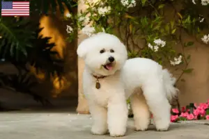 Scopri di più sull'articolo Allevatori di Bichon Frisé e cuccioli in USA