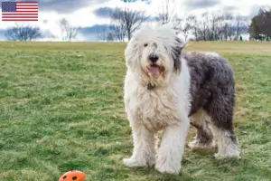 Scopri di più sull'articolo Allevatori di Bobtail e cuccioli in USA