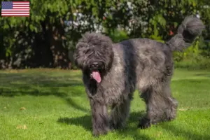 Scopri di più sull'articolo Allevatori di Bouvier des Flandres e cuccioli in USA