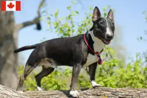Scopri di più sull'articolo Allevatori di Bull Terrier in miniatura e cuccioli in Canada