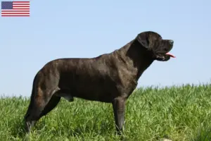 Scopri di più sull'articolo Allevatori di Bullmastiff e cuccioli negli USA