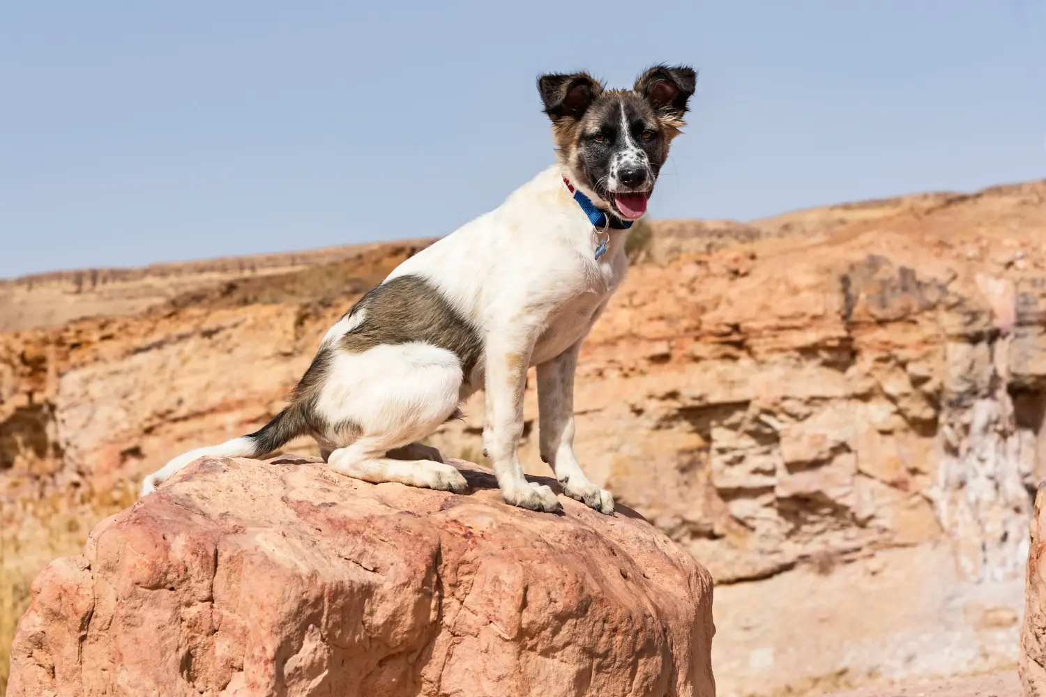 Acquistare un cucciolo di Canaan Dog significa assumersi delle responsabilità! Comprare cuccioli di cane Canaan.