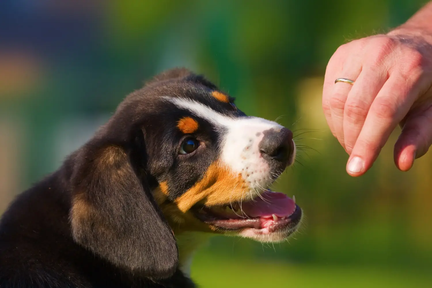 Acquistare un cucciolo di cane da montagna Entlebuch significa assumersi delle responsabilità! Acquistare cuccioli di cane da montagna Entlebuch.