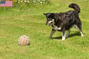 Scopri di più sull'articolo Allevatori di cani da renna lapponi e cuccioli negli USA