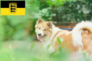 Scopri di più sull'articolo Allevatore di cani Thai Bangkaew e cuccioli in Baden-Württemberg