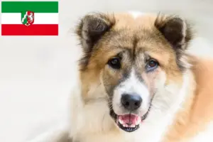 Scopri di più sull'articolo Thai Bangkaew Allevatore di cani e cuccioli in Nord Reno-Westfalia