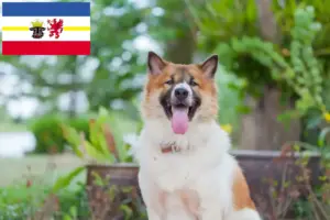 Scopri di più sull'articolo Allevatore di cani Thai Bangkaew e cuccioli in Mecklenburg-Vorpommern
