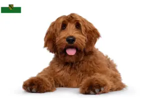 Scopri di più sull'articolo Allevatori di Cobberdog Australiani e cuccioli in Sassonia