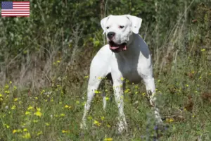 Scopri di più sull'articolo Allevatori di Dogo Argentino e cuccioli in USA