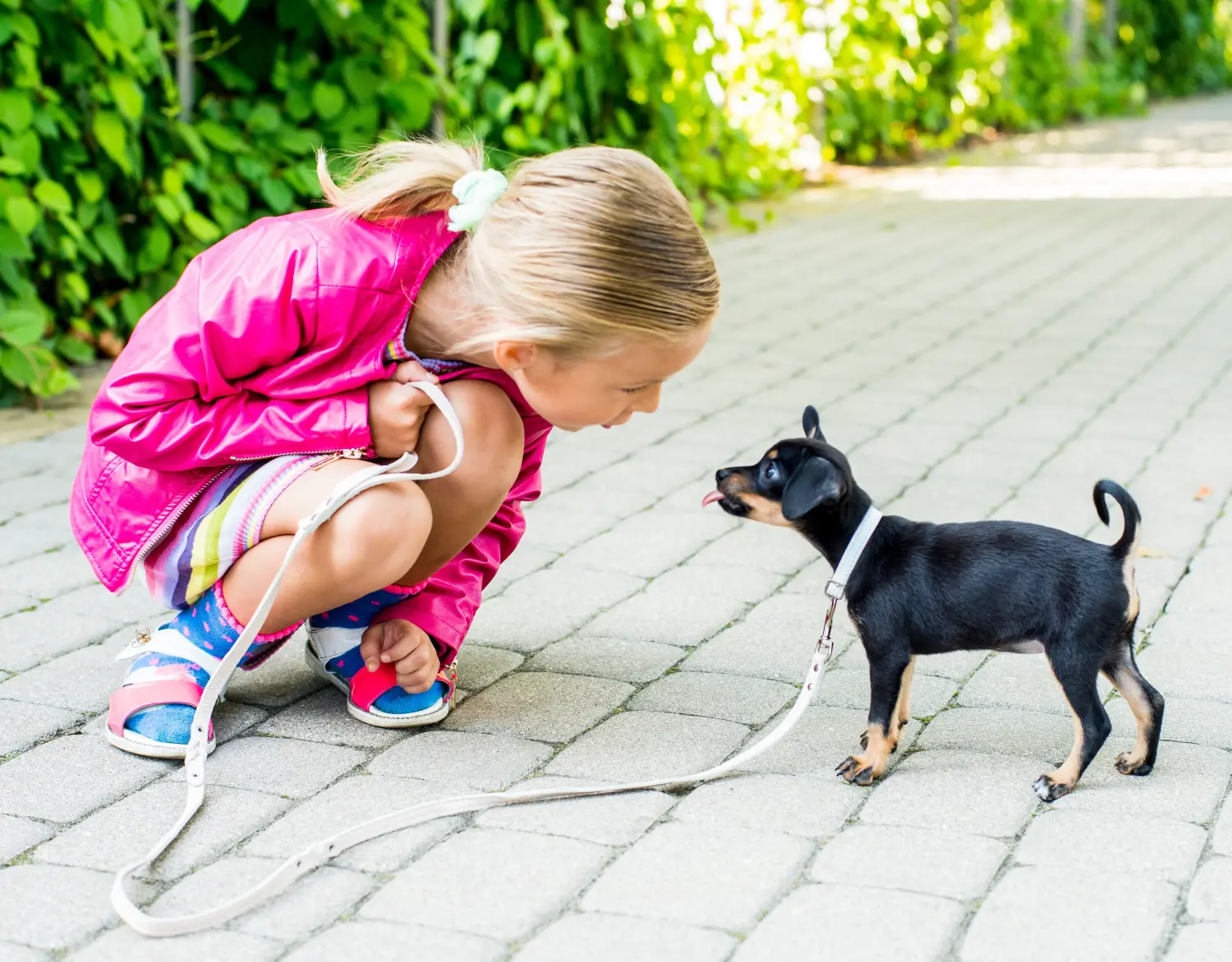 Acquistare un cucciolo di English Toy Terrier significa assumersi delle responsabilità! Comprare cuccioli di English Toy Terrier.