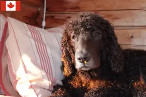 Scopri di più sull'articolo Allevatori di Irish Water Spaniel e cuccioli in Canada