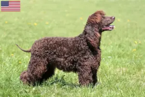 Scopri di più sull'articolo Allevatori di Irish Water Spaniel e cuccioli negli Stati Uniti d’America