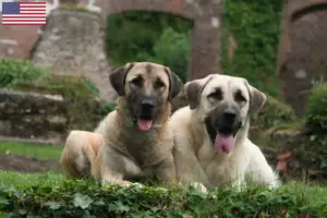 Scopri di più sull'articolo Allevatori di Kangal e cuccioli in USA