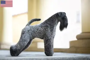 Scopri di più sull'articolo Allevatori di Kerry Blue Terrier e cuccioli in USA