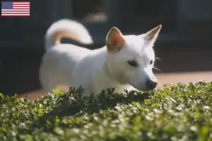 Scopri di più sull'articolo Allevatori di Kishu e cuccioli in USA