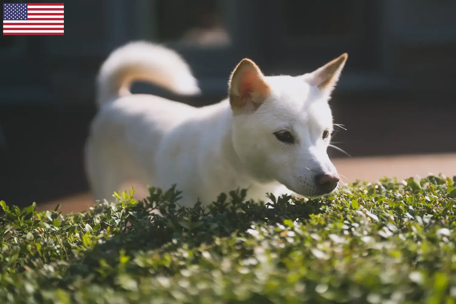 Scopri di più sull'articolo Allevatori di Kishu e cuccioli in USA
