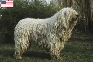 Scopri di più sull'articolo Allevatori di Komondor e cuccioli in USA