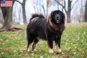 Scopri di più sull'articolo Allevatori di Mastino Tibetano e cuccioli negli Stati Uniti d’America