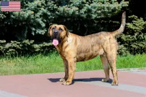 Scopri di più sull'articolo Allevatori di Presa Canario e cuccioli in USA
