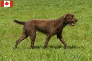Scopri di più sull'articolo Allevatori di Pudelpointer e cuccioli in Canada