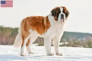 Scopri di più sull'articolo Allevatori di San Bernardo e cuccioli in USA