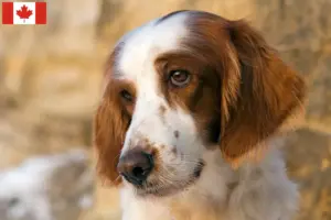 Scopri di più sull'articolo Allevatori e cuccioli di Setter irlandese rosso e bianco in Canada