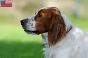 Scopri di più sull'articolo Allevatori e cuccioli di Setter irlandese rosso e bianco in USA