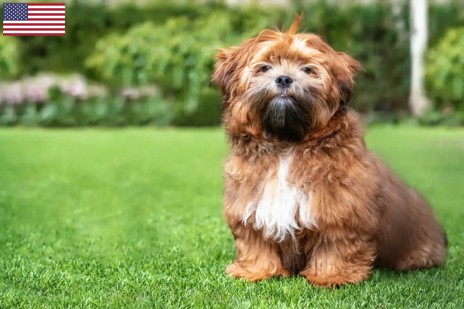 Cuccioli di Shichon e allevatori USA Qui potete trovare gli allevatori di Shichon negli Stati Uniti.