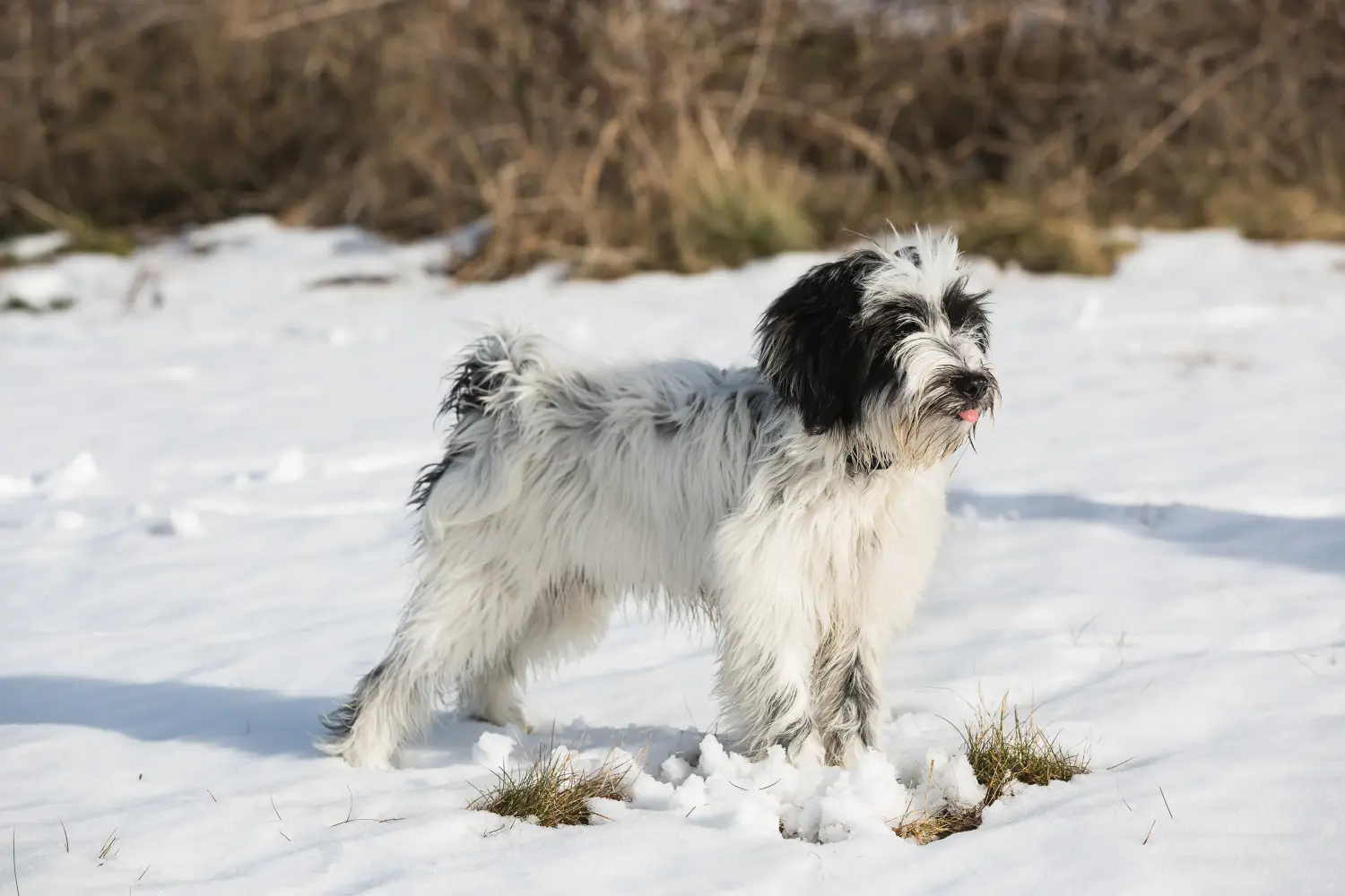 Acquistare un cucciolo di Tibetan Terrier significa assumersi delle responsabilità! Comprare cuccioli di Tibetan Terrier.