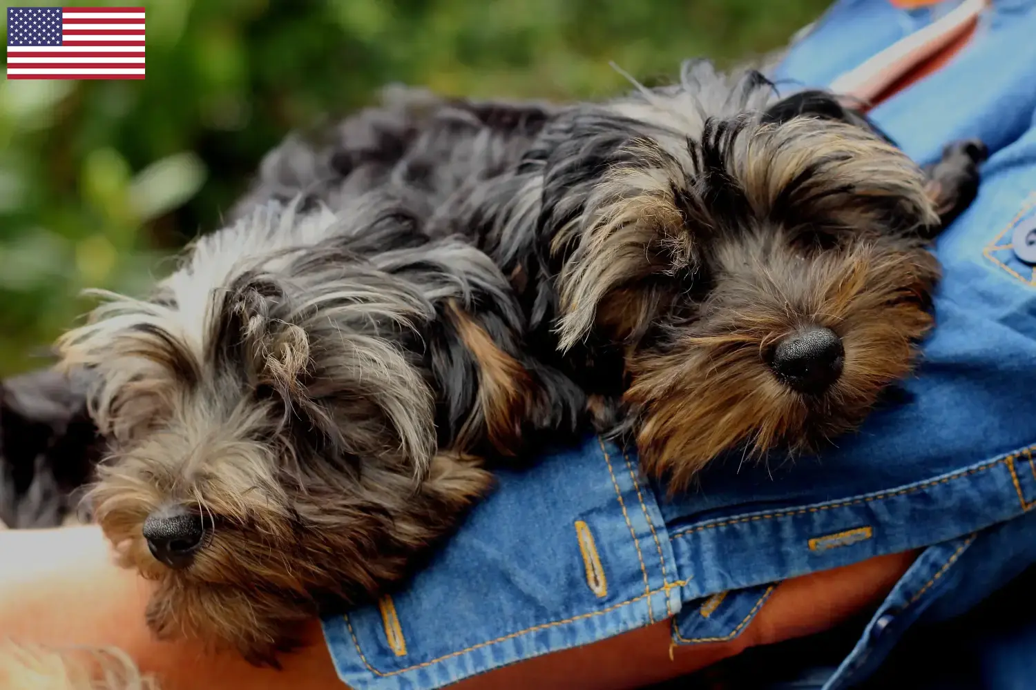 Scopri di più sull'articolo Allevatori di Yorkipoo e cuccioli in USA