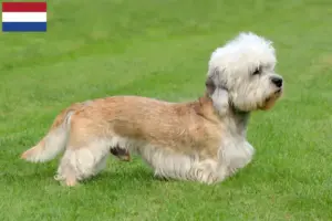 Scopri di più sull'articolo Allevatori e cuccioli di Dandie Dinmont Terrier in Olanda