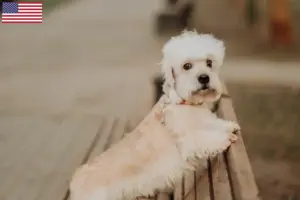 Scopri di più sull'articolo Allevatori di Dandie Dinmont Terrier e cuccioli in USA