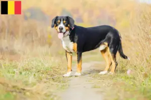 Scopri di più sull'articolo Allevatore di cani da montagna Entlebuch e cuccioli in Belgio