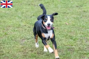 Scopri di più sull'articolo Allevatori e cuccioli di cani da montagna Entlebuch in Gran Bretagna