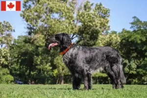 Scopri di più sull'articolo Allevatori di Epagneul Bleu de Picardie e cuccioli in Canada
