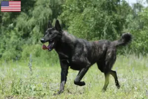 Scopri di più sull'articolo Allevatori di Hollandse Herdershond e cuccioli in USA