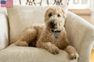 Scopri di più sull'articolo Allevatori e cuccioli di Irish Soft Coated Wheaten Terrier negli Stati Uniti d’America