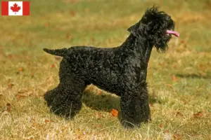 Scopri di più sull'articolo Allevatori di Kerry Blue Terrier e cuccioli in Canada