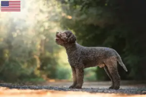 Scopri di più sull'articolo Allevatori di Lagotto Romagnolo e cuccioli in USA