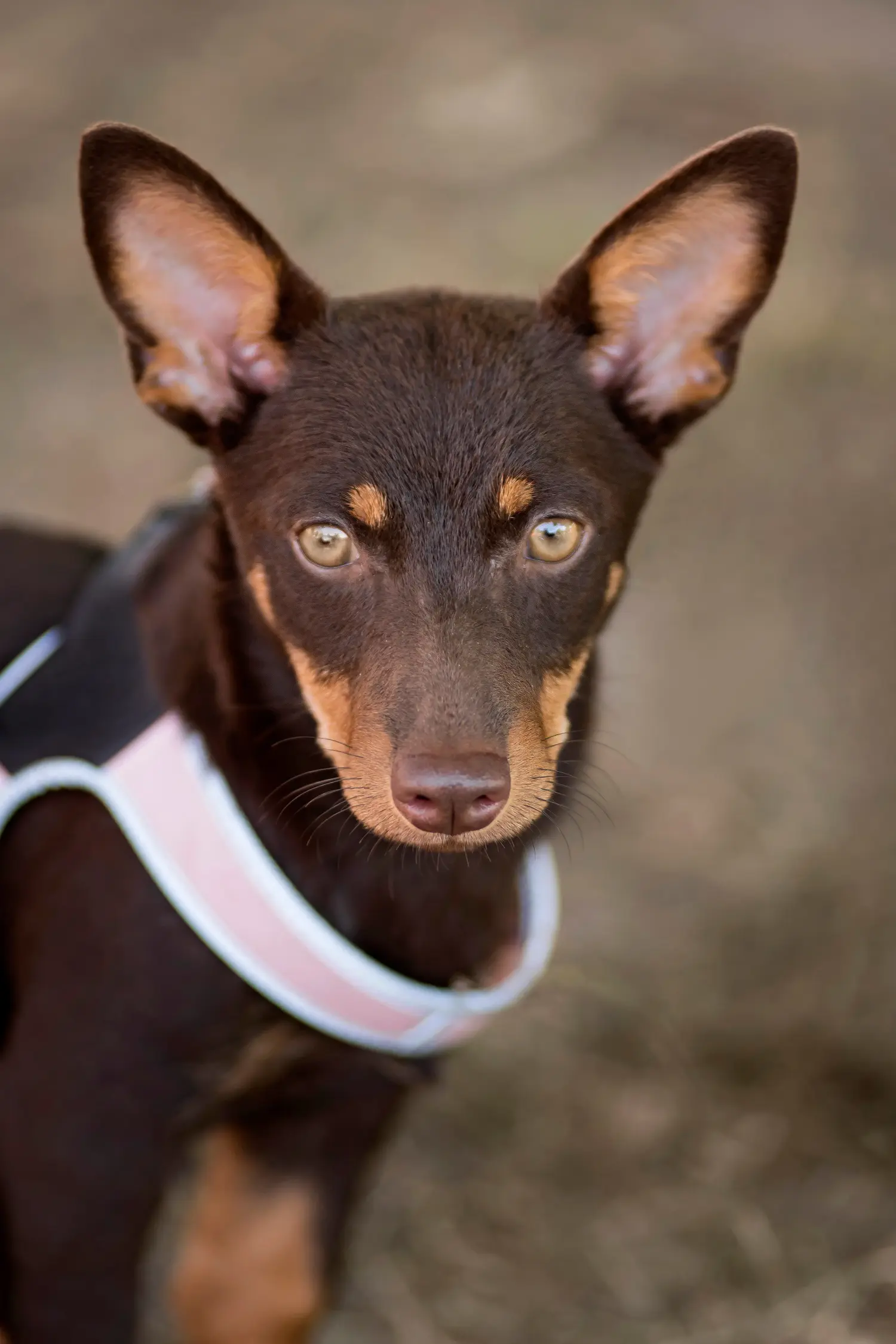 Acquistare un cucciolo di Lancashire Heeler significa assumersi delle responsabilità! Comprare cuccioli di Lancashire Heeler.