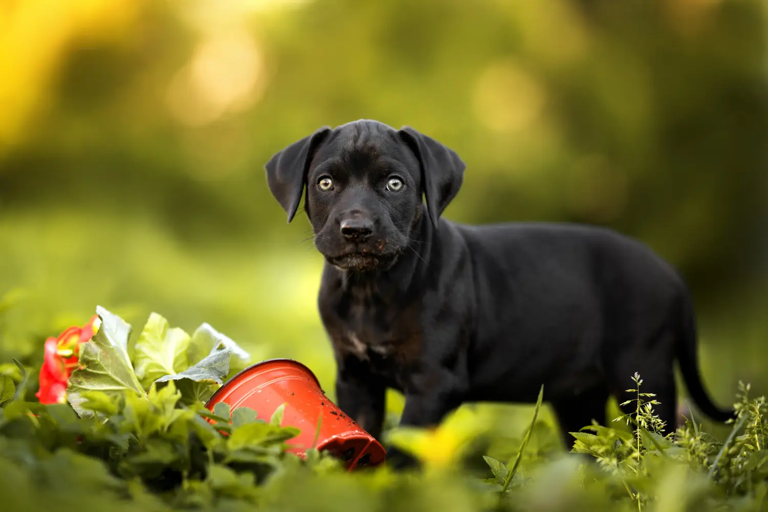 Acquistare un cucciolo di Catahoula Leopard della Louisiana significa assumersi delle responsabilità! Comprare cuccioli di cane Louisiana Catahoula Leopard.