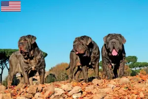 Scopri di più sull'articolo Allevatori di Mastino Napoletano e cuccioli in USA