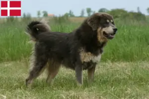 Scopri di più sull'articolo Allevatore di cani tibetani e cuccioli in Danimarca