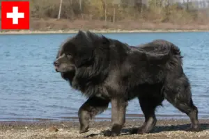 Scopri di più sull'articolo Allevatori di Mastini Tibetani e cuccioli in Svizzera