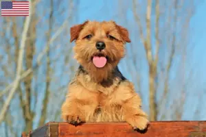 Scopri di più sull'articolo Allevatori di Norfolk Terrier e cuccioli negli Stati Uniti d’America